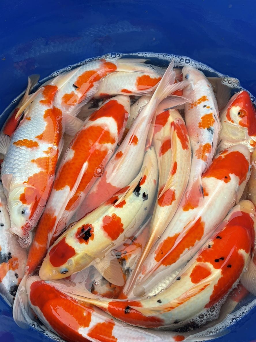 漂亮的錦鯉