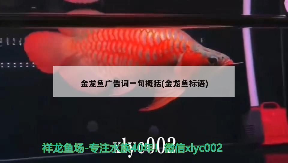 曲靖魚缸過濾廠家直銷價格查詢（曲靖魚苗養殖基地）