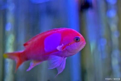 購(gòu)買觀賞魚市場(chǎng)買還是網(wǎng)上買比較好（網(wǎng)上購(gòu)買觀賞魚可以選擇市場(chǎng)購(gòu)買或網(wǎng)上購(gòu)買或網(wǎng)上購(gòu)買）