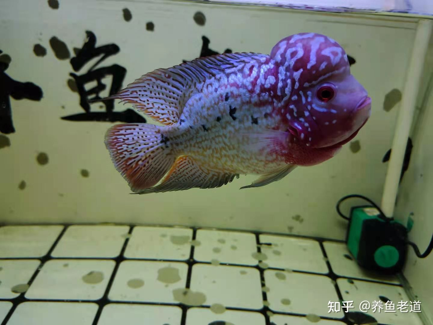 購(gòu)買觀賞魚市場(chǎng)買還是網(wǎng)上買比較好（網(wǎng)上購(gòu)買觀賞魚可以選擇市場(chǎng)購(gòu)買或網(wǎng)上購(gòu)買或網(wǎng)上購(gòu)買）