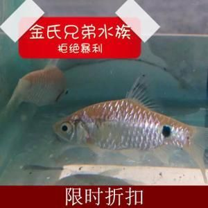 購(gòu)買觀賞魚市場(chǎng)買還是網(wǎng)上買比較好（網(wǎng)上購(gòu)買觀賞魚可以選擇市場(chǎng)購(gòu)買或網(wǎng)上購(gòu)買或網(wǎng)上購(gòu)買）