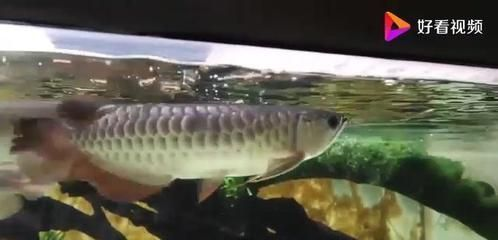 龍魚把嘴撞壞了怎么處理vs祥龍魚場：龍魚嘴部受傷怎么辦