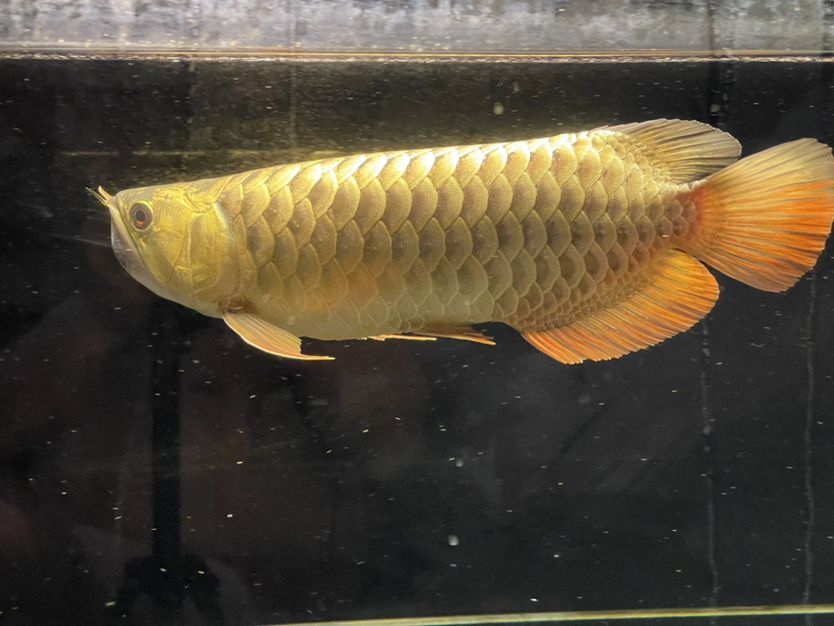 德州二手魚缸轉讓電話號碼（德州市魚缸批發）