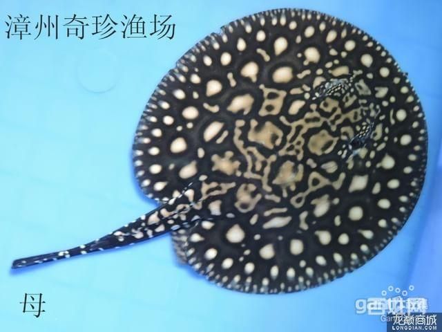 皇冠黑金魟魚