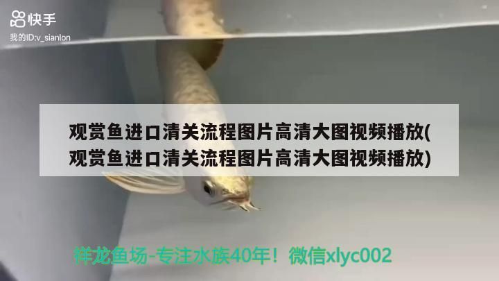 泗水紅龍魚品質怎么樣啊視頻（泗水龍魚官網）