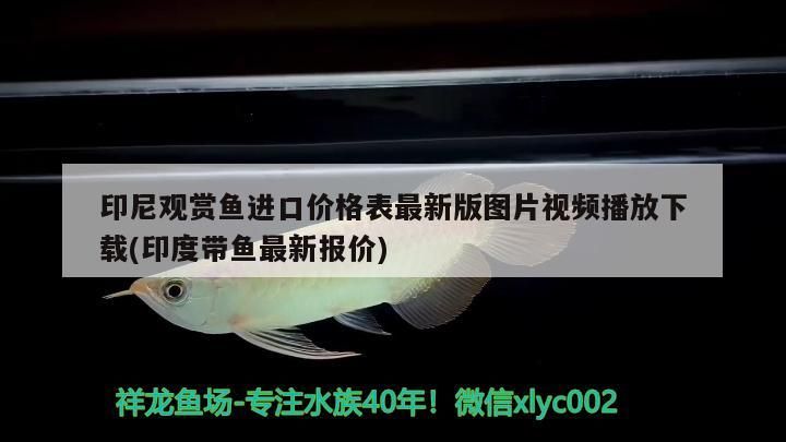 泗水紅龍魚品質(zhì)怎么樣啊視頻（泗水龍魚官網(wǎng)）
