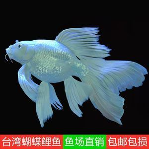球體蝴蝶鯉百度百科（關(guān)于球體蝴蝶鯉的綜合信息整理）
