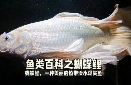 球體蝴蝶鯉百度百科（關(guān)于球體蝴蝶鯉的綜合信息整理）