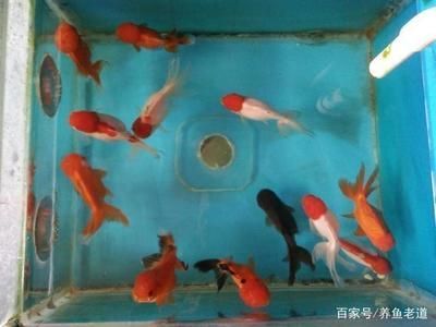 觀賞魚飄在水面上（觀賞魚飄在水面上可能由多種原因引起水族生態系統的維護）