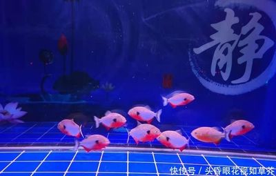觀賞魚飄在水面上（觀賞魚飄在水面上可能由多種原因引起水族生態系統的維護）