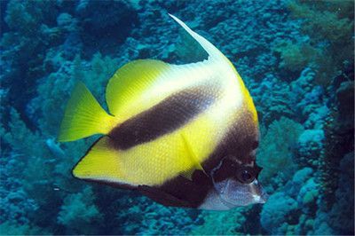 觀賞魚飄在水面上（觀賞魚飄在水面上可能由多種原因引起水族生態(tài)系統(tǒng)的維護(hù)）