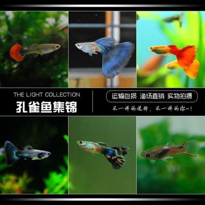 觀賞魚推薦（全球十大最受歡迎的觀賞魚及其特點：觀賞魚十大品牌排行榜） 觀賞魚推薦（全球十大最受歡迎的觀賞魚及其特點：觀賞魚十大品牌排行榜） 觀賞魚百科 第1張