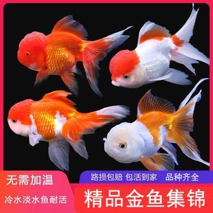 觀賞魚推薦（全球十大最受歡迎的觀賞魚及其特點：觀賞魚十大品牌排行榜） 觀賞魚推薦（全球十大最受歡迎的觀賞魚及其特點：觀賞魚十大品牌排行榜） 觀賞魚百科 第3張
