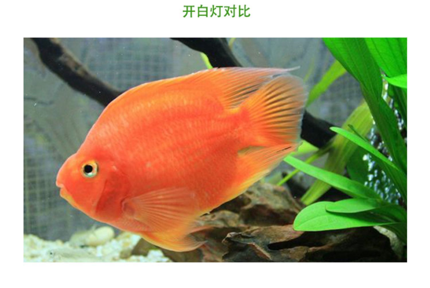 觀賞魚推薦（全球十大最受歡迎的觀賞魚及其特點：觀賞魚十大品牌排行榜） 觀賞魚推薦（全球十大最受歡迎的觀賞魚及其特點：觀賞魚十大品牌排行榜） 觀賞魚百科 第4張