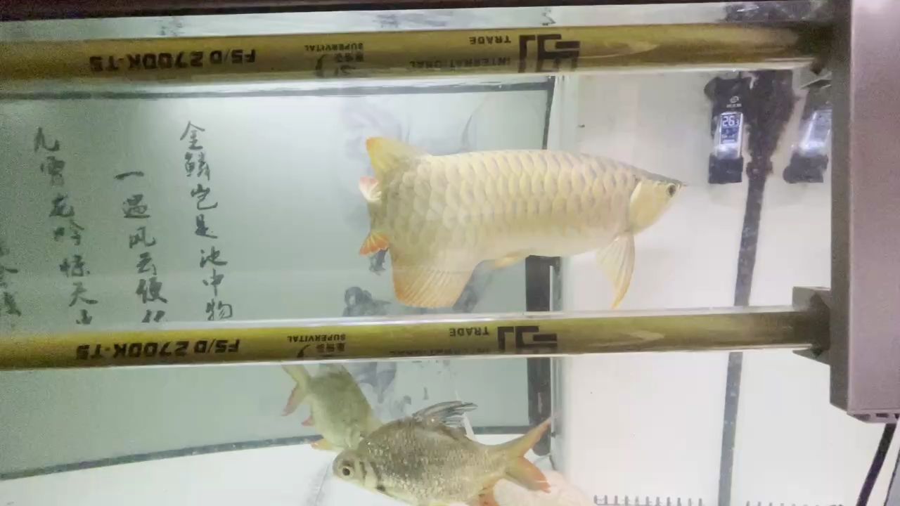 一年了。紀(jì)念一下。 一年了。紀(jì)念一下。 龍魚論壇