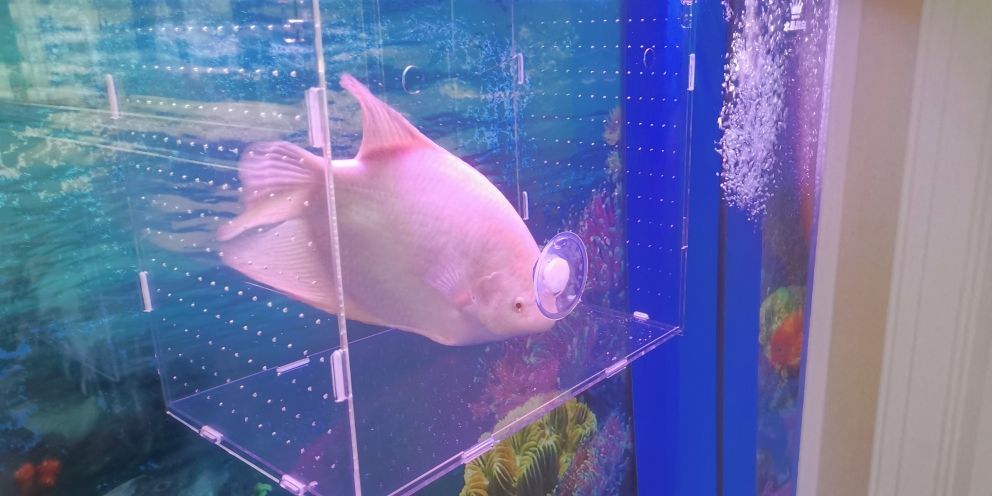 魚缸怎么樣安裝好用圖片：魚缸怎么樣安裝好用圖片視頻