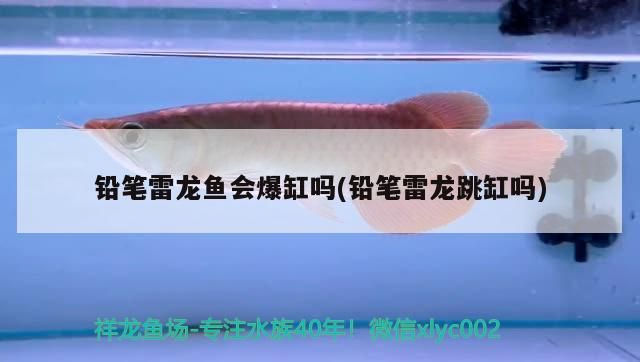 鉛筆雷龍魚會爆缸嗎(鉛筆雷龍跳缸嗎)