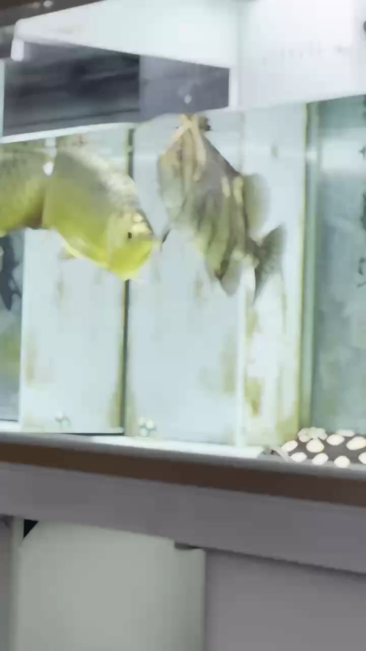 七歲的龍，六歲的虎，五歲的魟