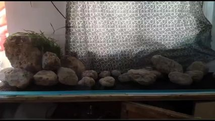 大魚缸里的水草石頭怎么擺放好看（如何打造自然風格的水族箱）