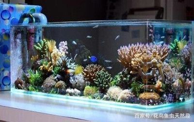 大魚缸里的水草石頭怎么擺放好看（如何打造自然風格的水族箱）