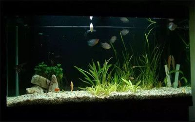 大魚缸里的水草石頭怎么擺放好看（如何打造自然風格的水族箱）