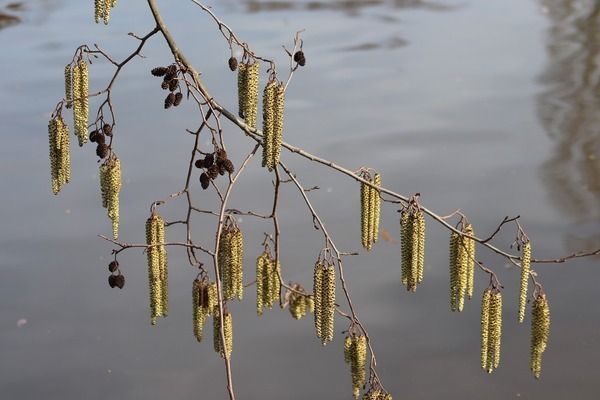 金龍魚(yú)與金老虎魚(yú)區(qū)別：金龍魚(yú)與金老虎魚(yú)在形態(tài)特征和生活習(xí)性上存在差異