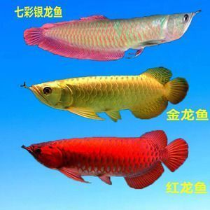 金龍魚(yú)與金老虎魚(yú)區(qū)別：金龍魚(yú)與金老虎魚(yú)在形態(tài)特征和生活習(xí)性上存在差異