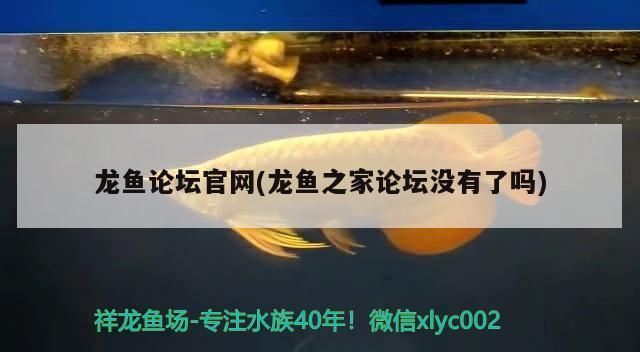 龍魚論壇官網(龍魚之家論壇沒有了嗎)