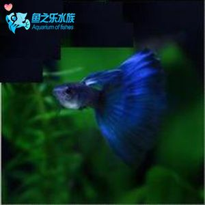 詳細(xì)閱讀:觀賞魚能從網(wǎng)上買嗎(網(wǎng)上購買觀賞魚的養(yǎng)護(hù)技巧分享養(yǎng)護(hù)技巧分享養(yǎng)魚風(fēng)險(xiǎn)) 觀賞魚能從網(wǎng)上買嗎(網(wǎng)上購買觀賞魚的養(yǎng)護(hù)技巧分享養(yǎng)護(hù)技巧分享養(yǎng)魚風(fēng)險(xiǎn))