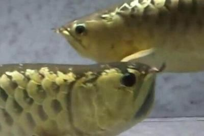 過背金龍魚成長過程描寫片段怎么寫的：過背金龍魚成長過程描寫片段