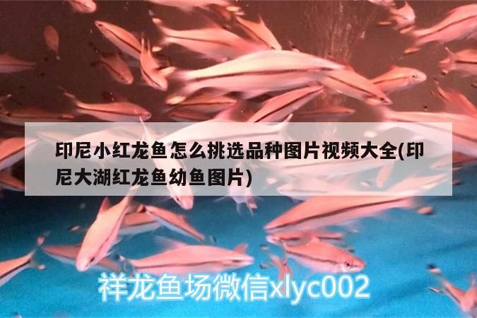 印尼小紅龍魚怎么挑選品種圖片視頻大全(印尼大湖紅龍魚幼魚圖片)