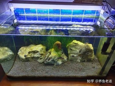 90厘米魚缸多少魚好：90厘米魚缸養魚的注意事項