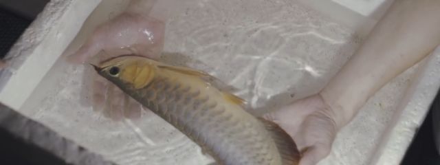 怎么釣金龍魚視頻：金龍魚垂釣全攻略，技巧、裝備與心得