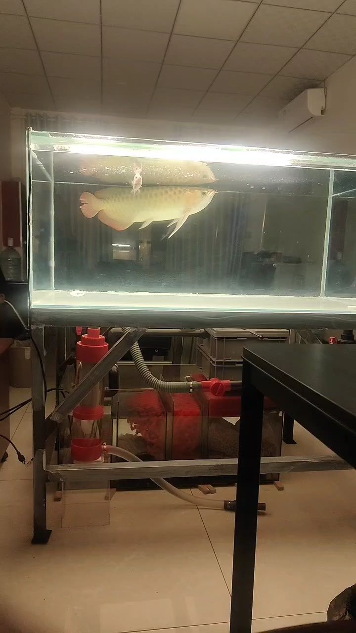透缸白底 有辦法讓魚紅嗎