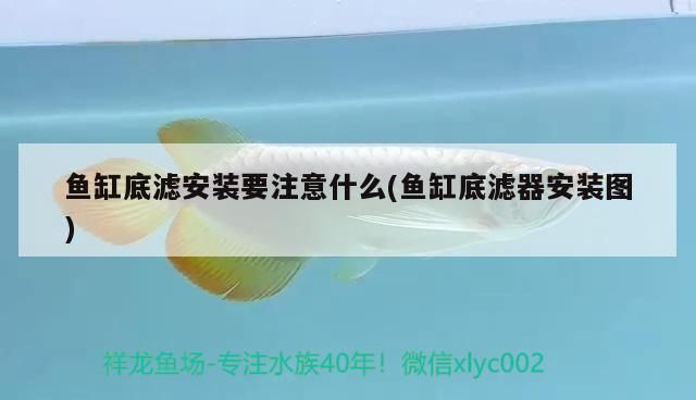 魚缸底濾安裝要注意什么(魚缸底濾器安裝圖)
