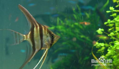 魚龍魚龍魚龍魚龍魚龍圖鑒，背景與歷史探源