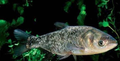 魚龍魚龍魚龍魚龍魚龍圖鑒，背景與歷史探源