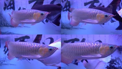 金龍魚繁殖環境布置指南：金龍魚繁殖環境布置指南旨在幫助養魚愛好者為金魚營造一個適宜的繁殖和生長環境