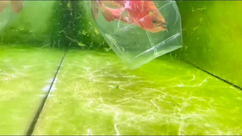 一條欠收拾的魚 一條欠收拾的魚 龍魚論壇