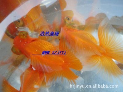 好養(yǎng)淡水魚(yú)觀賞魚(yú)（淡水觀賞魚(yú)的養(yǎng)殖與繁育）