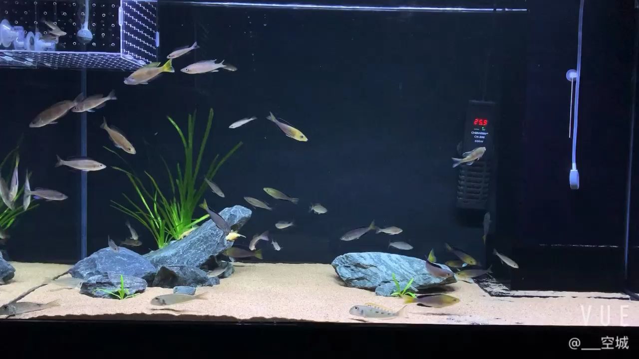 觀賞魚市場現狀 觀賞魚市場現狀如何