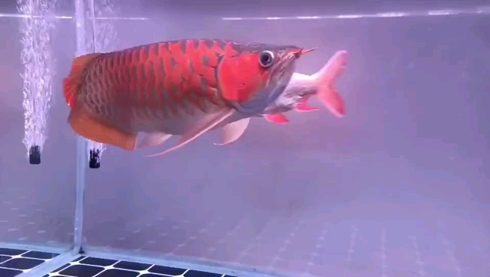 龍魚三歲了 龍魚三歲了 龍魚論壇