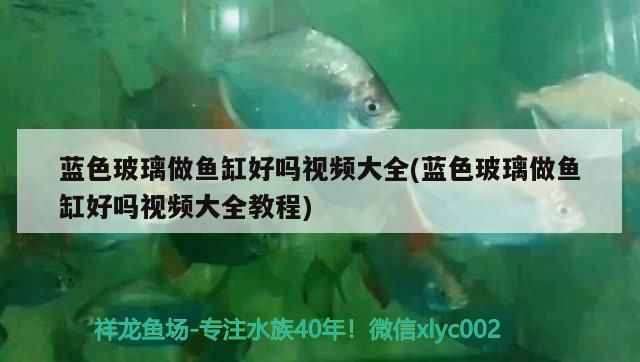 藍色玻璃做魚缸好嗎視頻大全(藍色玻璃做魚缸好嗎視頻大全教程)