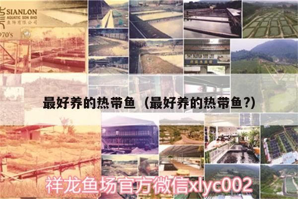 最好養的熱帶魚（最好養的熱帶魚?）