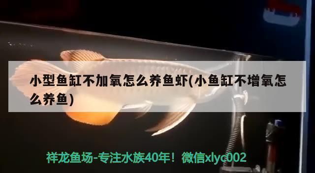魚龍戲水，性別隱喻與文化解讀