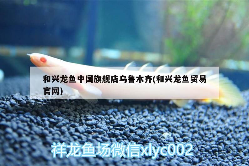 和興龍魚中國旗艦店烏魯木齊(和興龍魚貿易官網) 和興龍魚中國旗艦店烏魯木齊(和興龍魚貿易官網) 和興紅龍