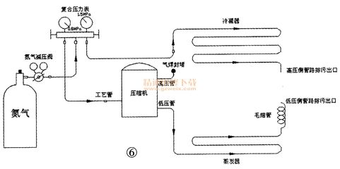 怎么促進龍魚消化食物呢：龍魚消化不暢？這幾招助它胃力全開，暢享美食！