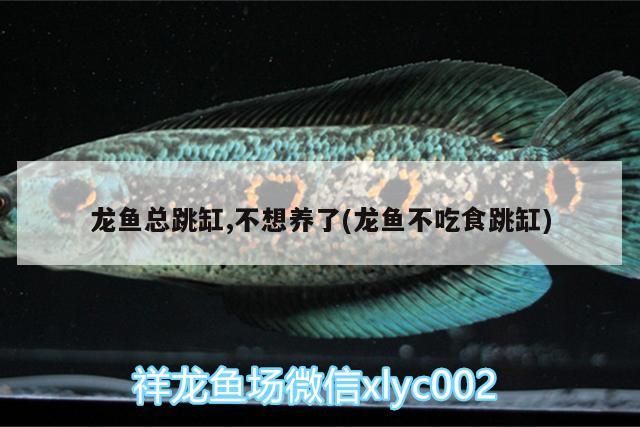 龍魚總跳缸,不想養了(龍魚不吃食跳缸)