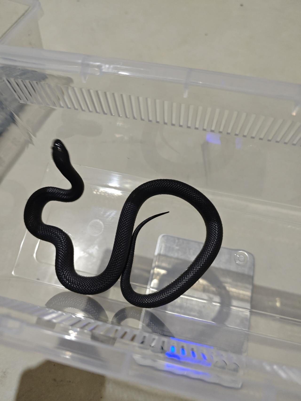 黑王單母出 龍魚論壇 第1張 黑王單母出 黑王單母出 龍魚論壇 第1張