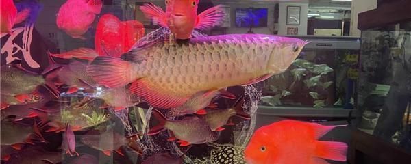 魚龍未化第三簽解簽全解,潛龍在淵,靜待風云際會時 龍魚百科 第2張 魚龍未化第三簽解簽全解,潛龍在淵,靜待風云際會時 魚龍未化第三簽解簽全解,潛龍在淵,靜待風云際會時 龍魚百科 第2張